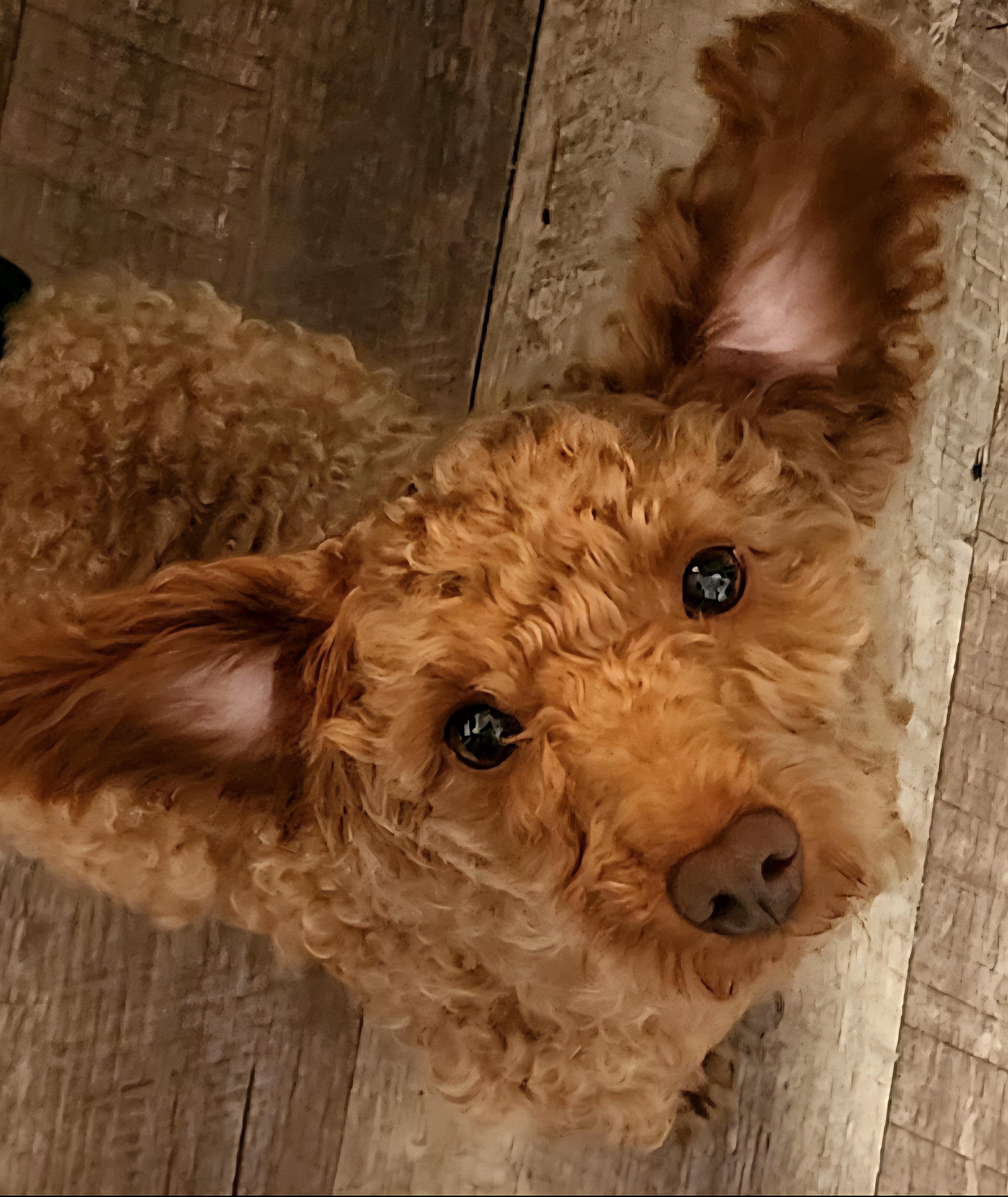 Sammy, a Adopted Poodle (Toy) in Maumee, OH image 1/3