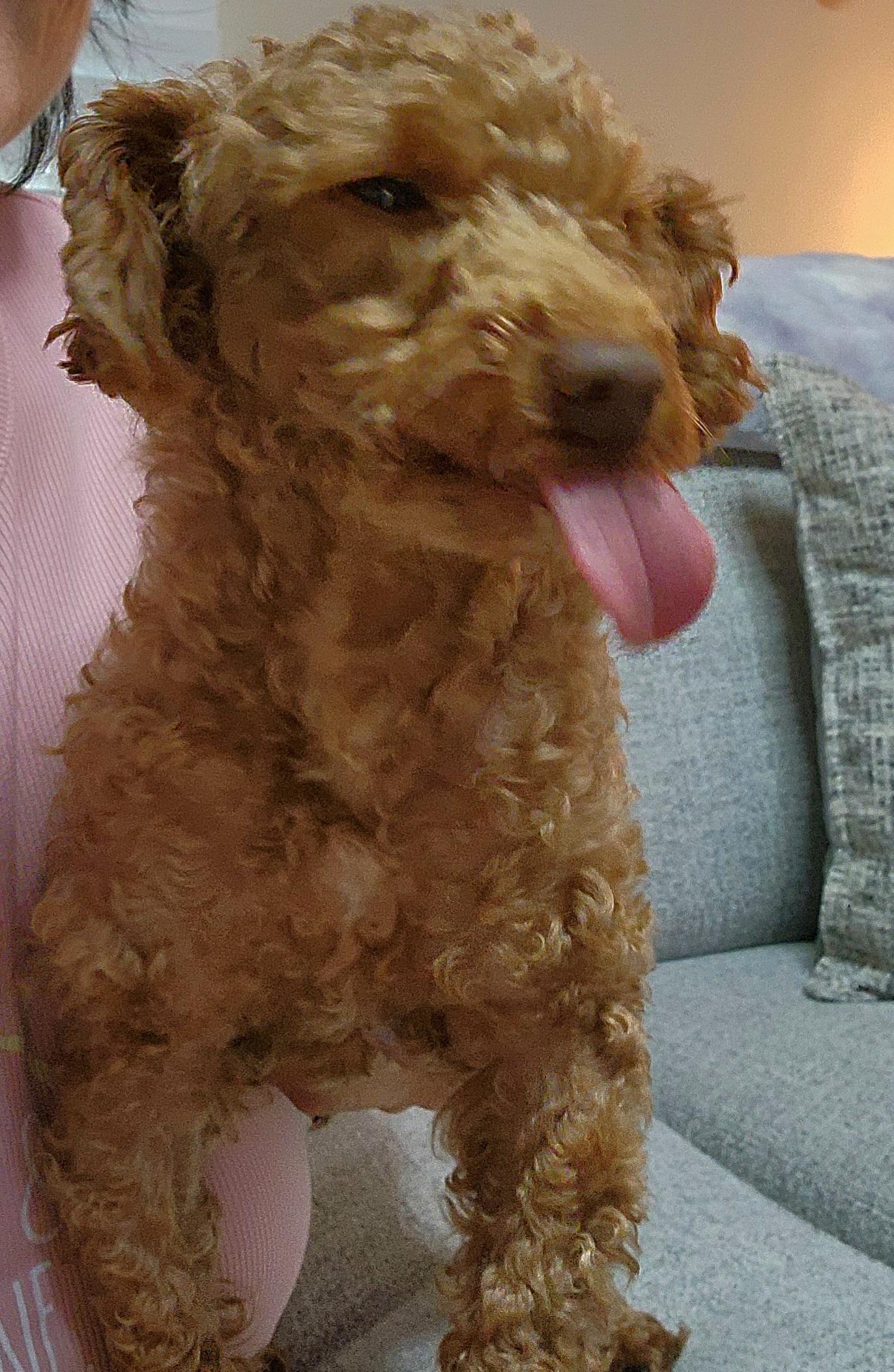 Sammy, a Adopted Poodle (Toy) in Maumee, OH image 2/3