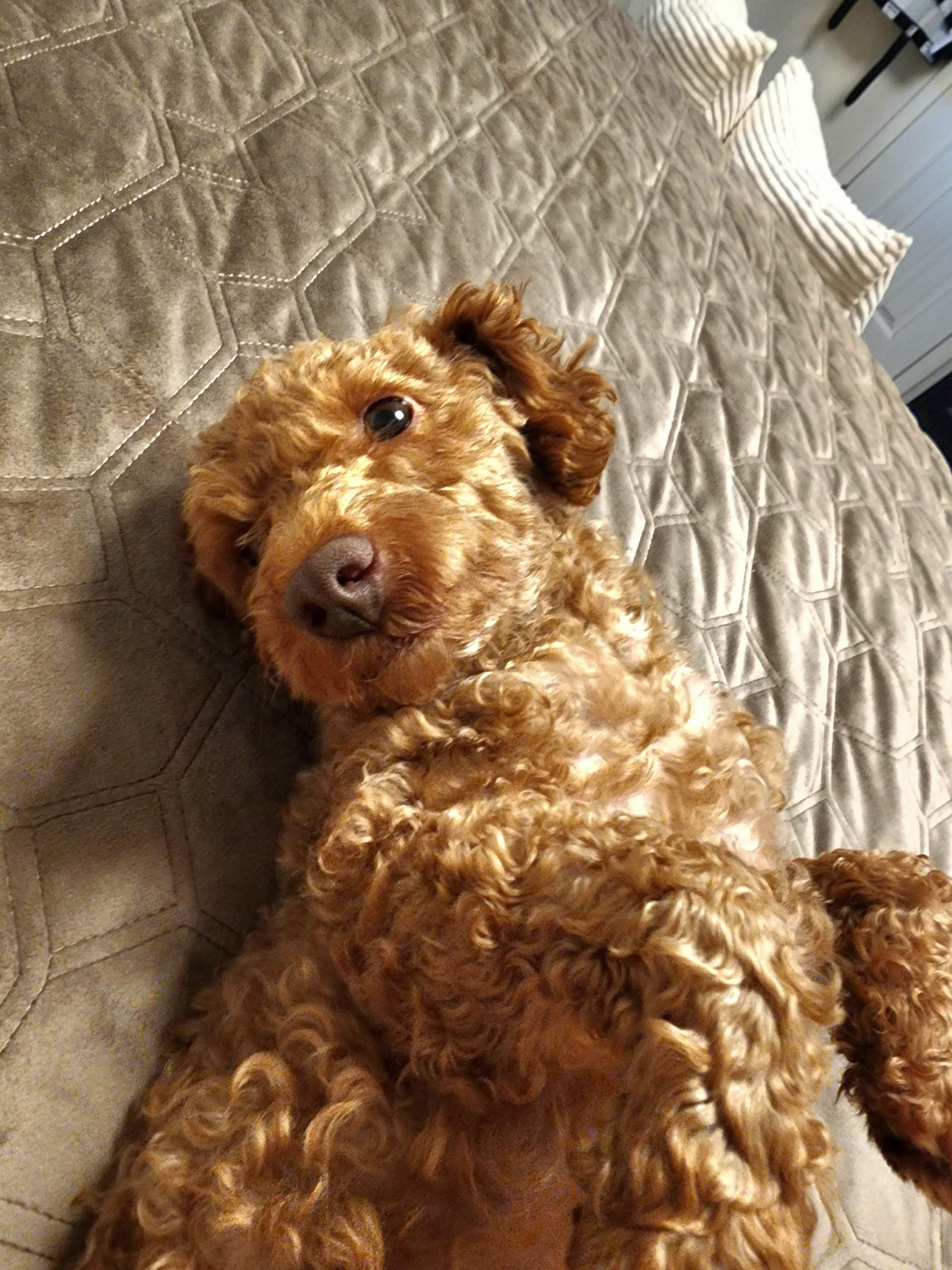 Sammy, a Adopted Poodle (Toy) in Maumee, OH image 3/3