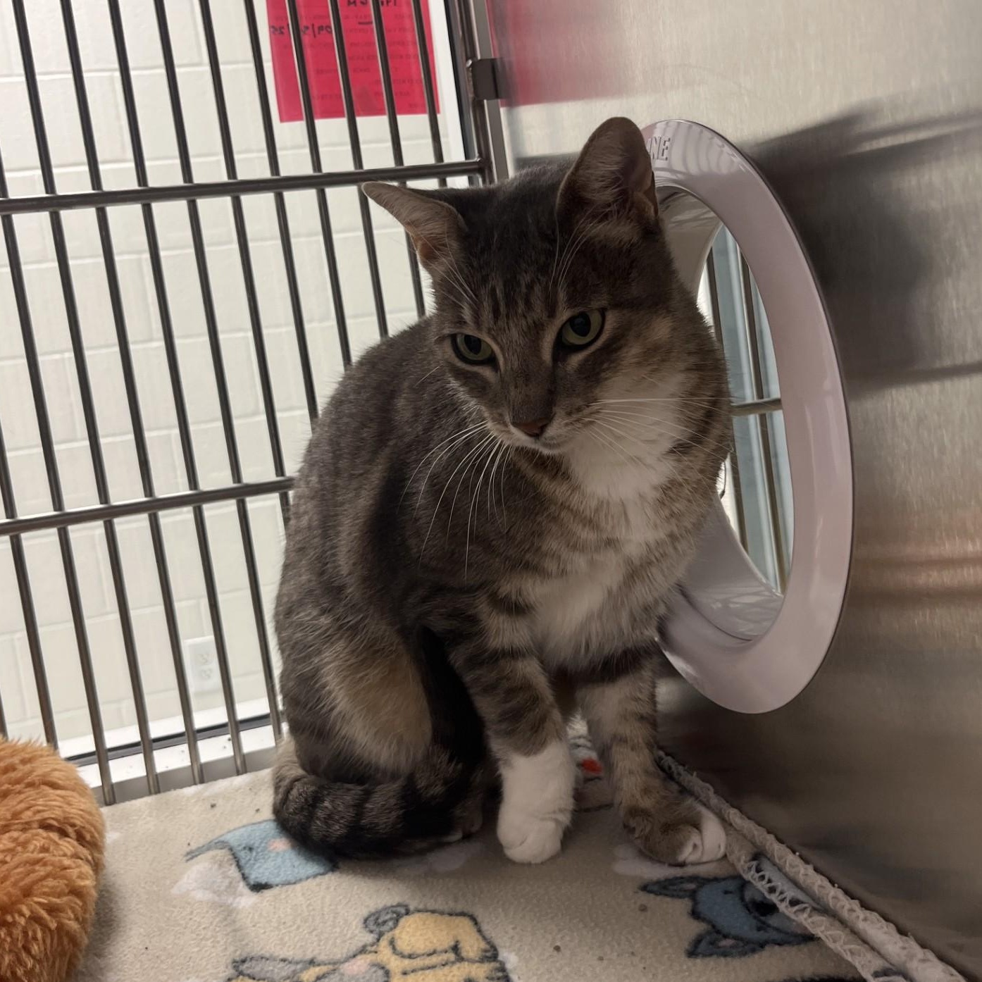 Enlarge Felicia, a Adoptable Domestic Short Hair in Allen, TX image 4/5