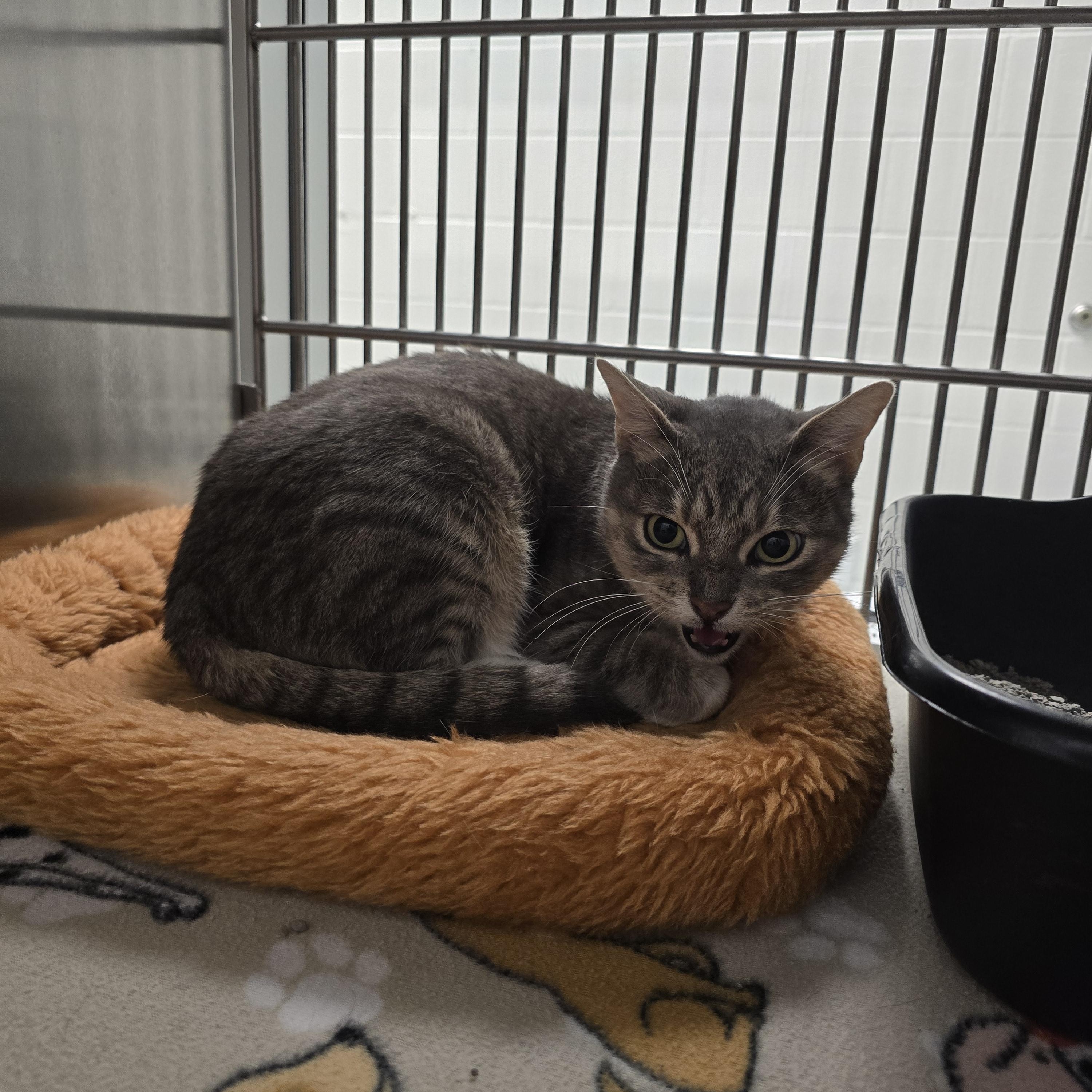 Enlarge Felicia, a Adoptable Domestic Short Hair in Allen, TX image 3/5