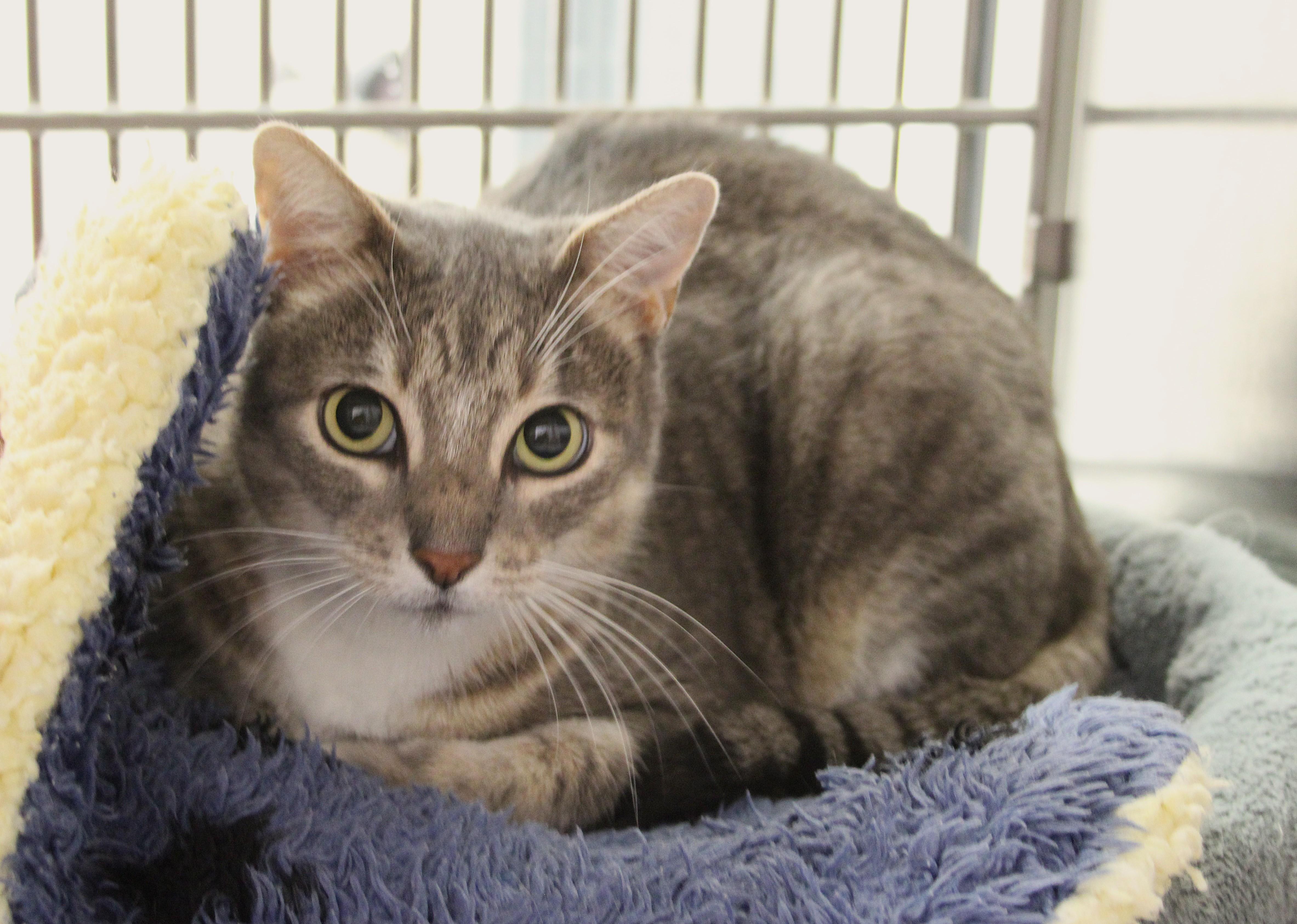 Felicia, Adoptable, Adult Female Domestic Short Hair.