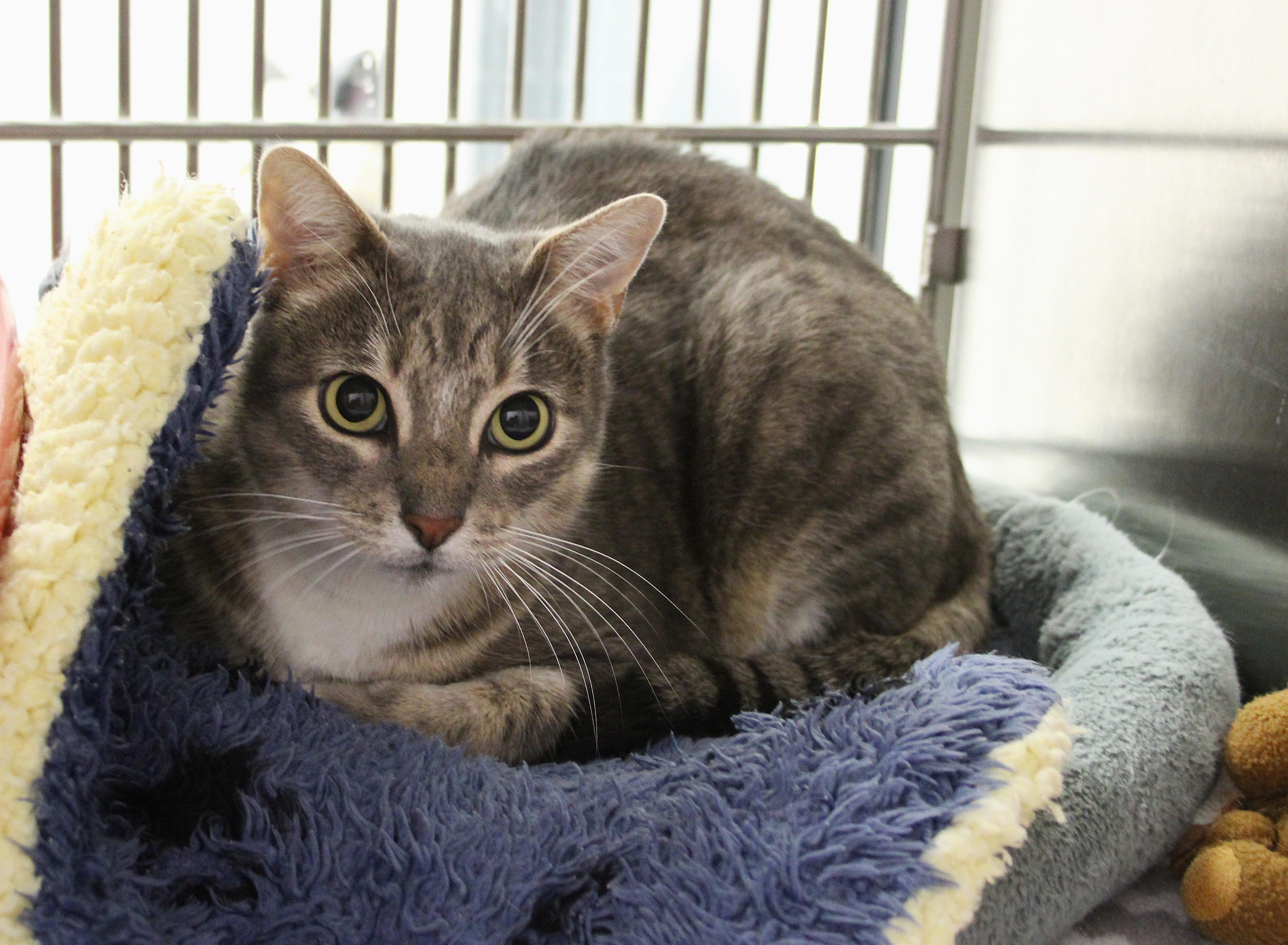 Felicia, Adoptable, Adult Female Domestic Short Hair.