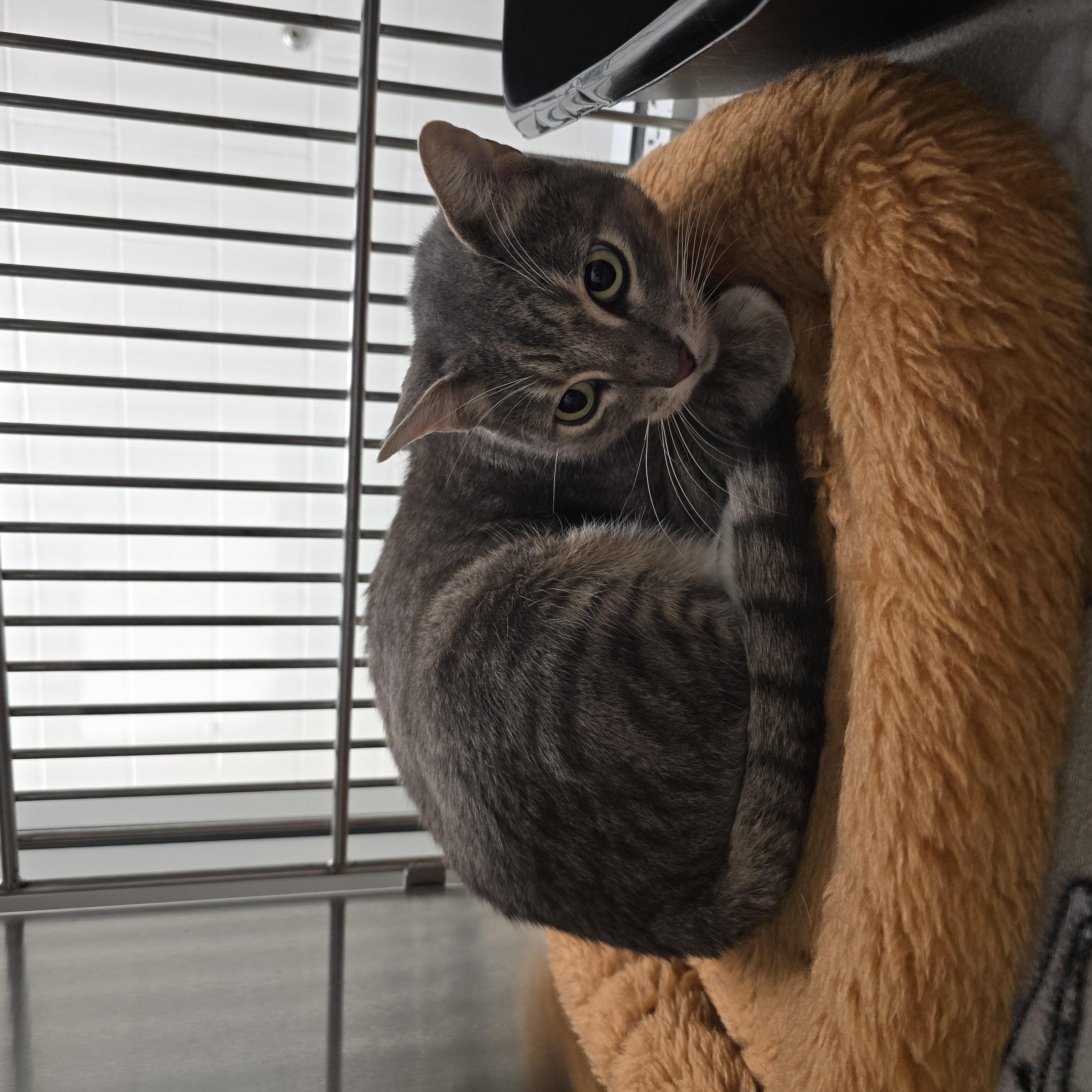 Enlarge Felicia, a Adoptable Domestic Short Hair in Allen, TX image 5/5