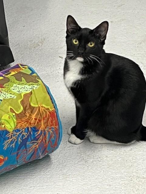 F37-24 Figaro, Baby Male Domestic Short Hair