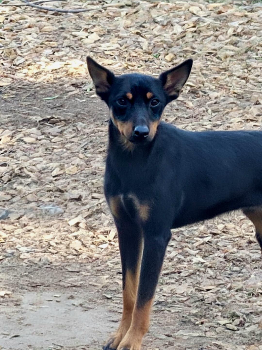 Enlarge Delmar, a Adoptable Miniature Pinscher in Ringwood, NJ image 6/6