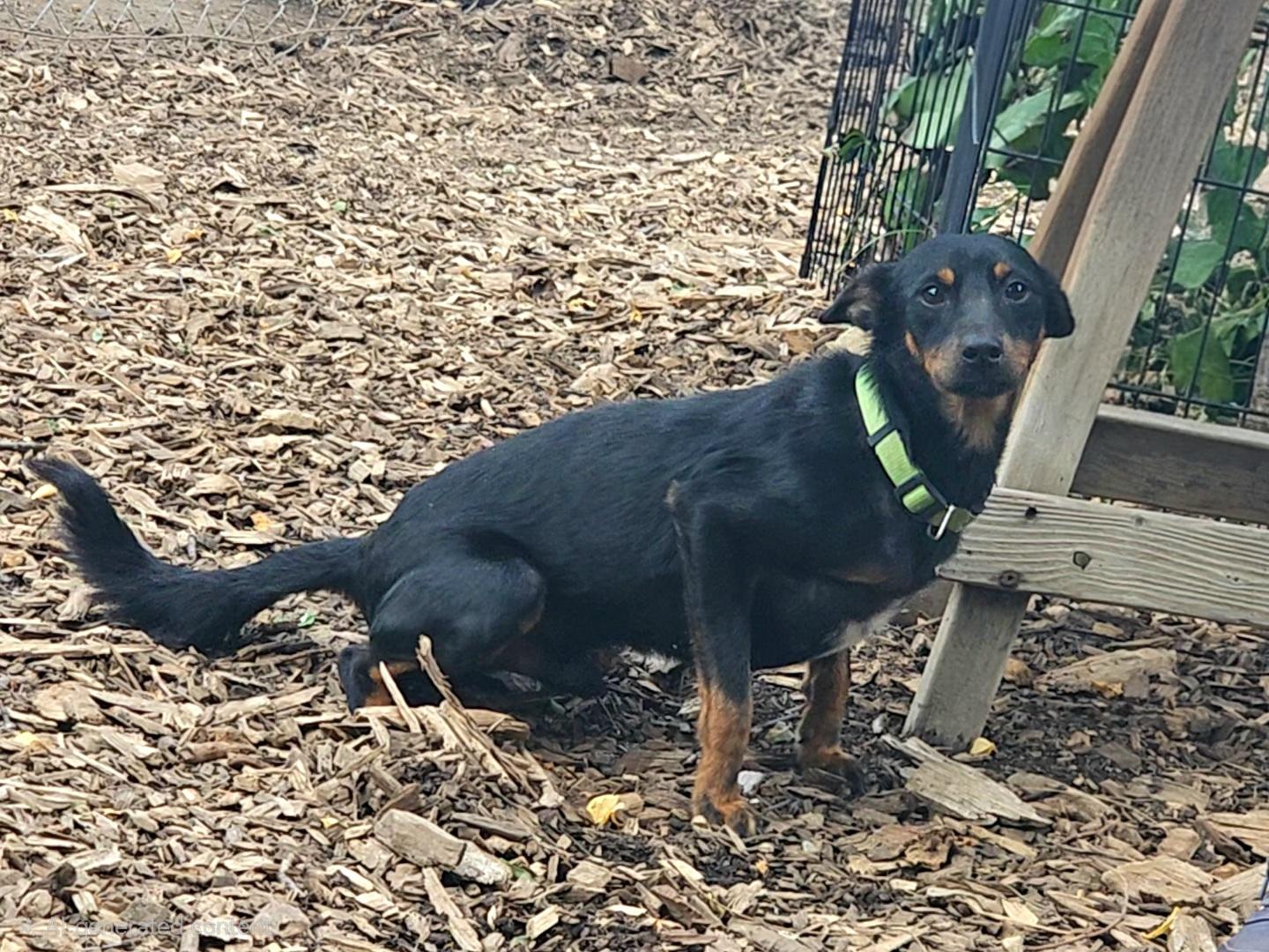 Enlarge Delmar, a Adoptable Miniature Pinscher in Ringwood, NJ image 5/6