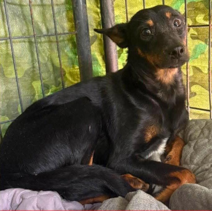 Enlarge Delmar, a Adoptable Miniature Pinscher in Ringwood, NJ image 3/3