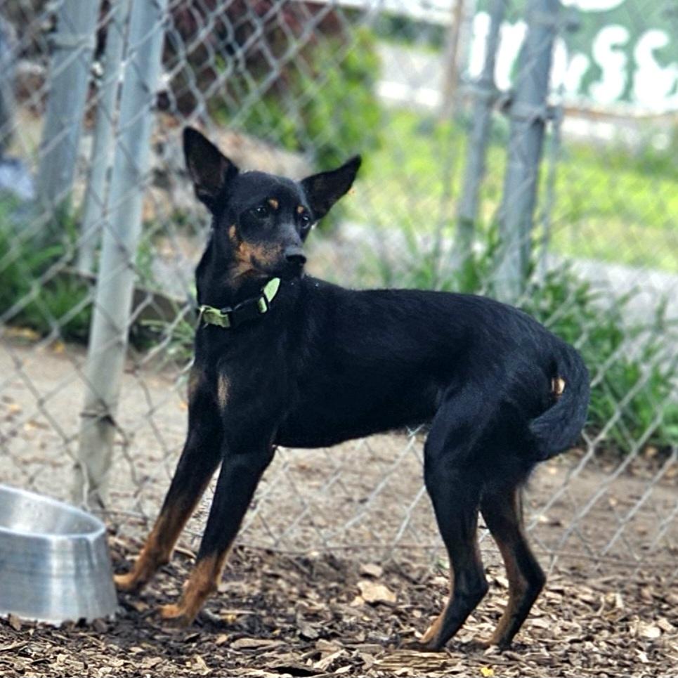 Delmar, Adoptable, Young Male Miniature Pinscher.