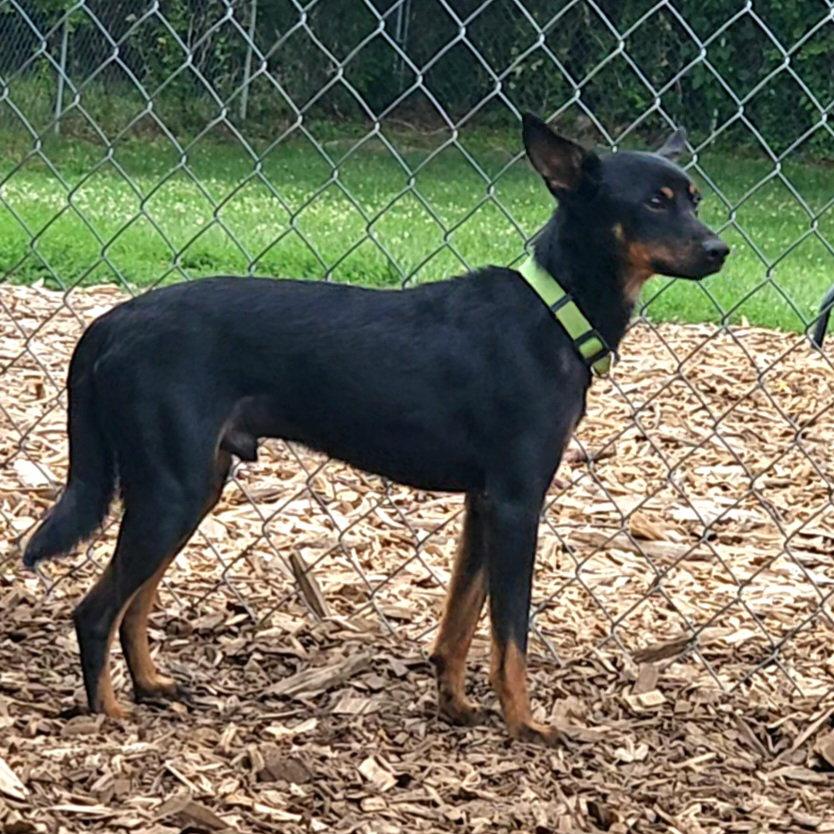 Enlarge Delmar, a Adoptable Miniature Pinscher in Ringwood, NJ image 2/3