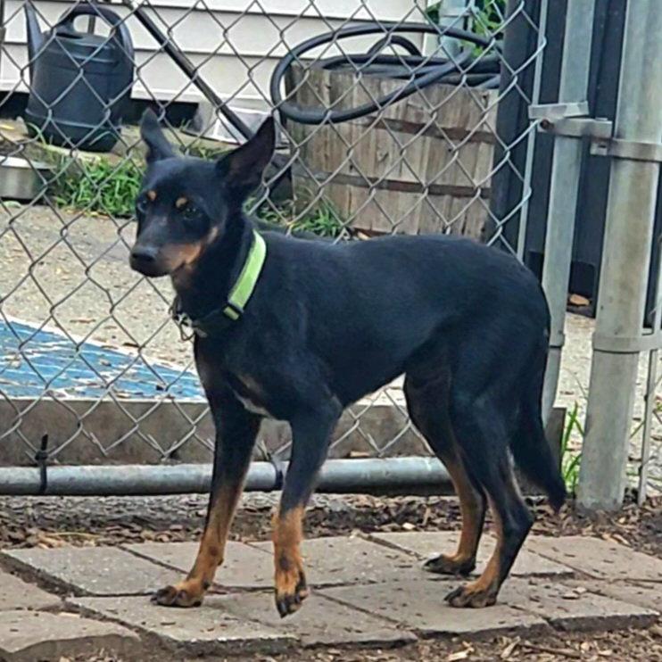 Enlarge Delmar, a Adoptable Miniature Pinscher in Ringwood, NJ image 1/3
