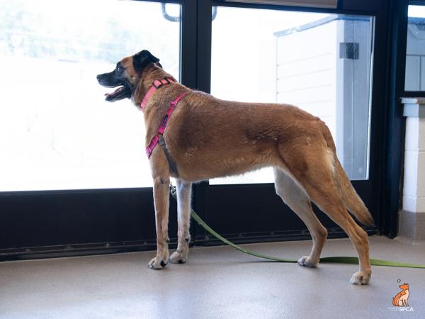 Coco, Adoptable, Adult Female German Shepherd Dog.