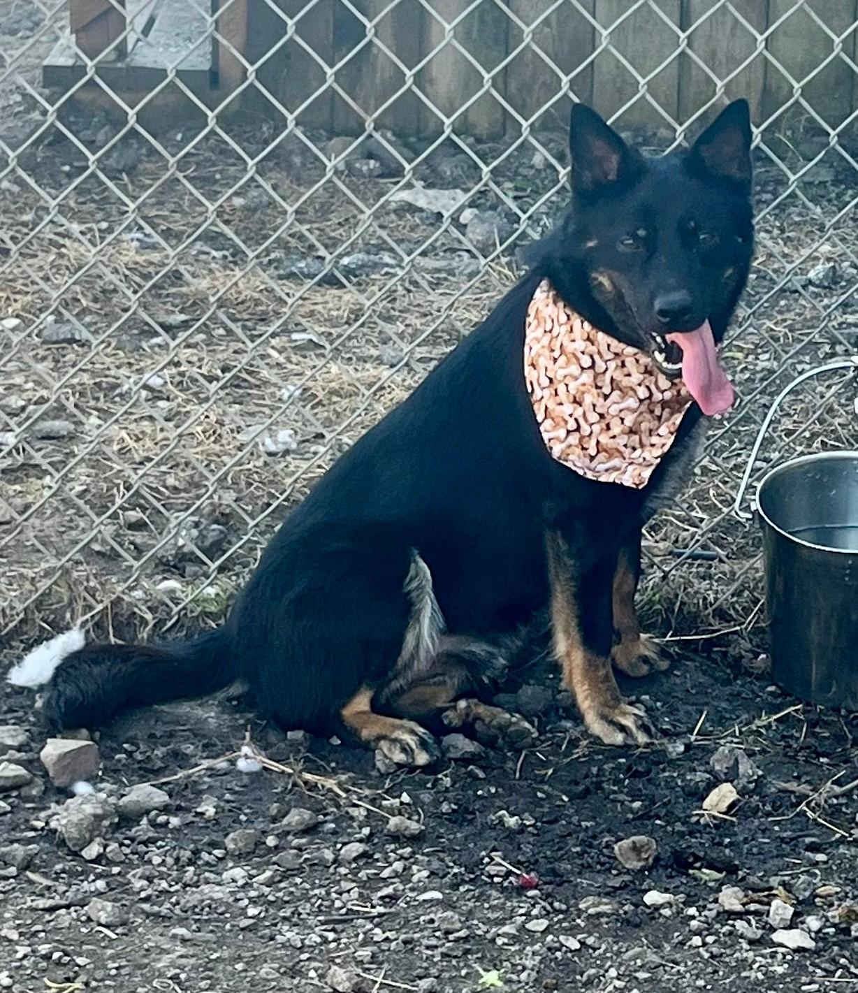 Enlarge Colbee, a ADOPTABLE mixed breed in Leavenworth, KS image 3/3