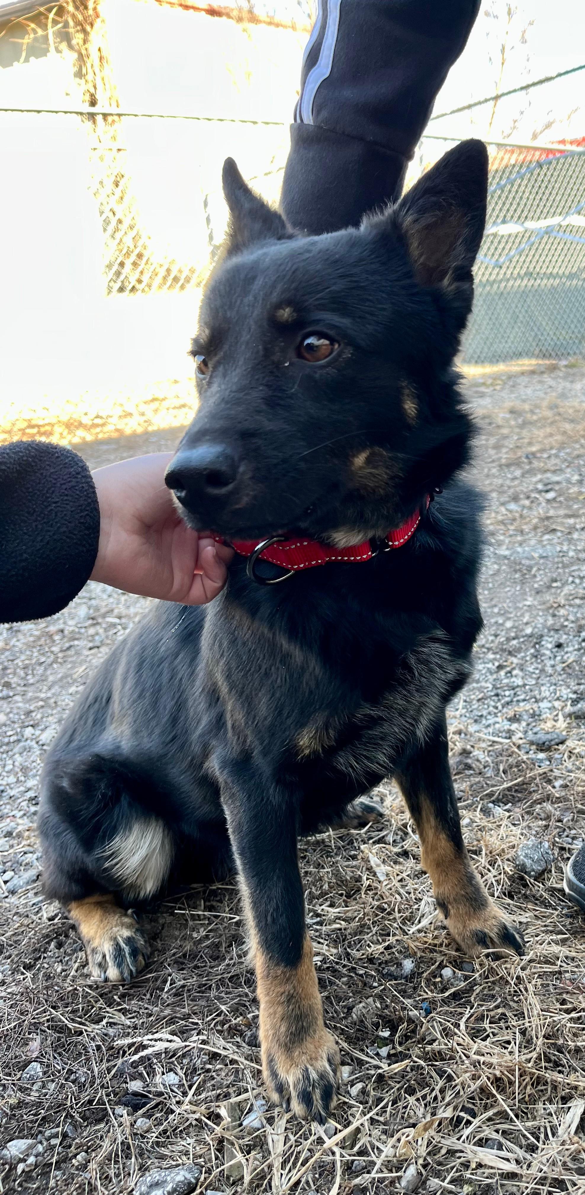 Enlarge Colbee, a ADOPTABLE mixed breed in Leavenworth, KS image 2/3