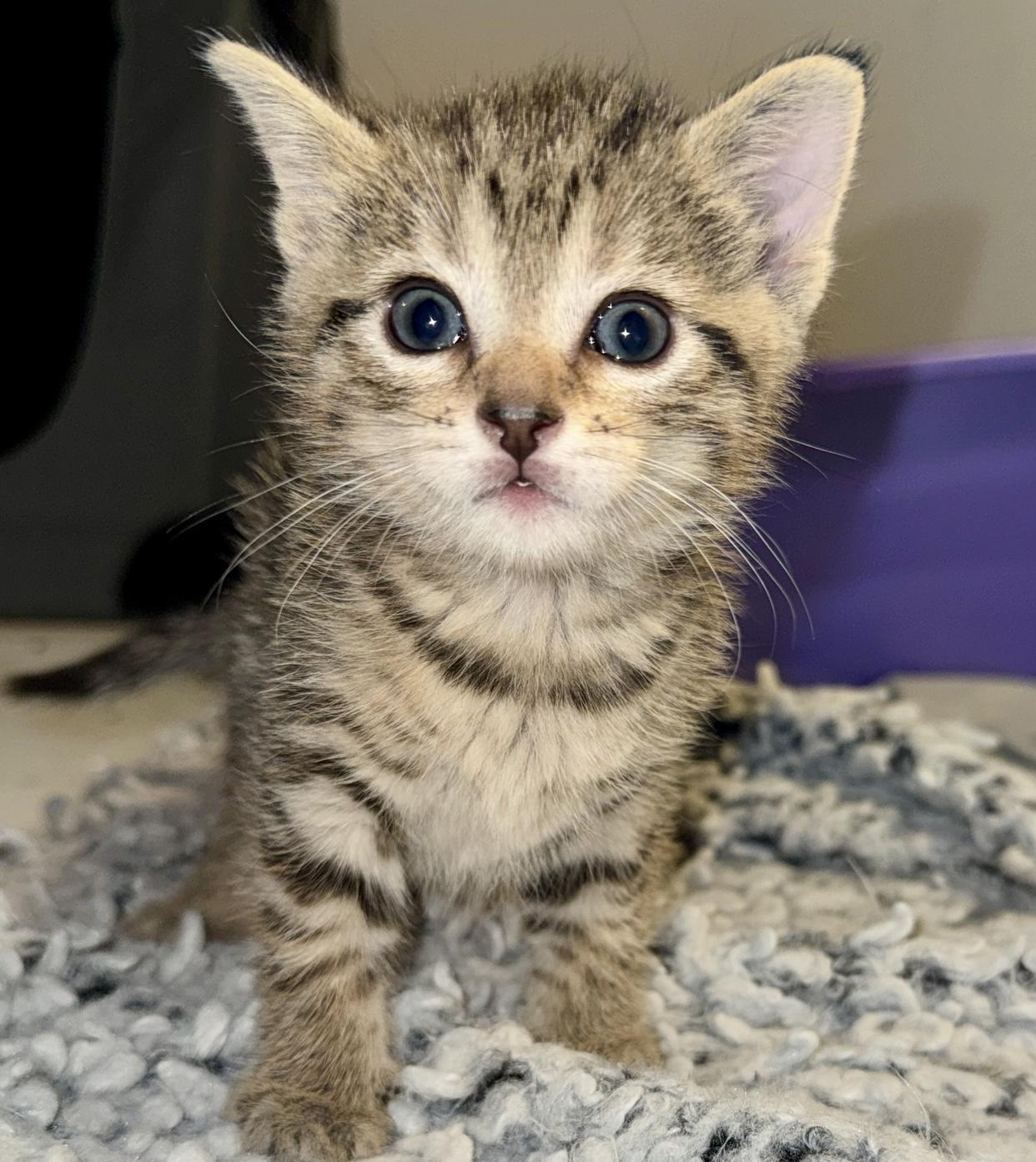 Enlarge Diamond, an adopted Domestic Short Hair in Port Washington, WI image 1/1