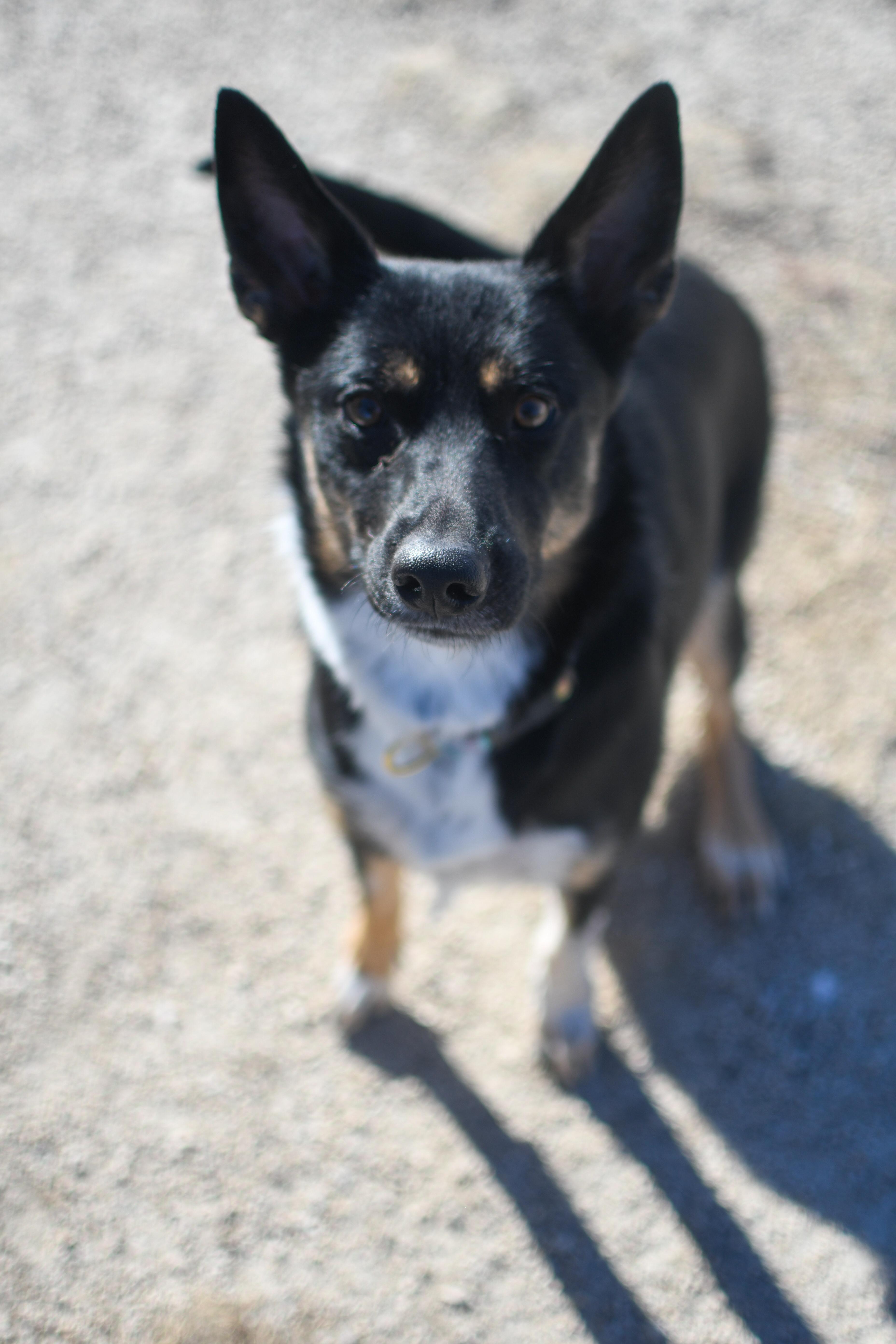Sadie, a Adoptable mixed breed in Morden, MB image 1/5