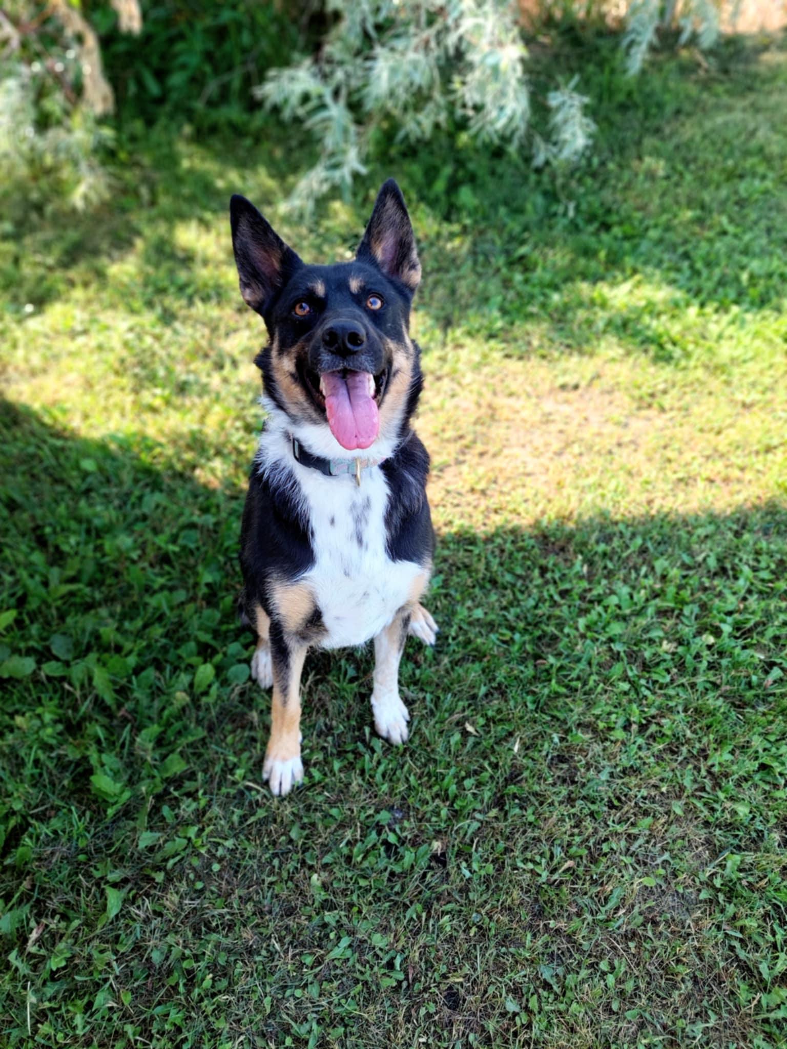 Sadie, a Adoptable mixed breed in Morden, MB image 2/5