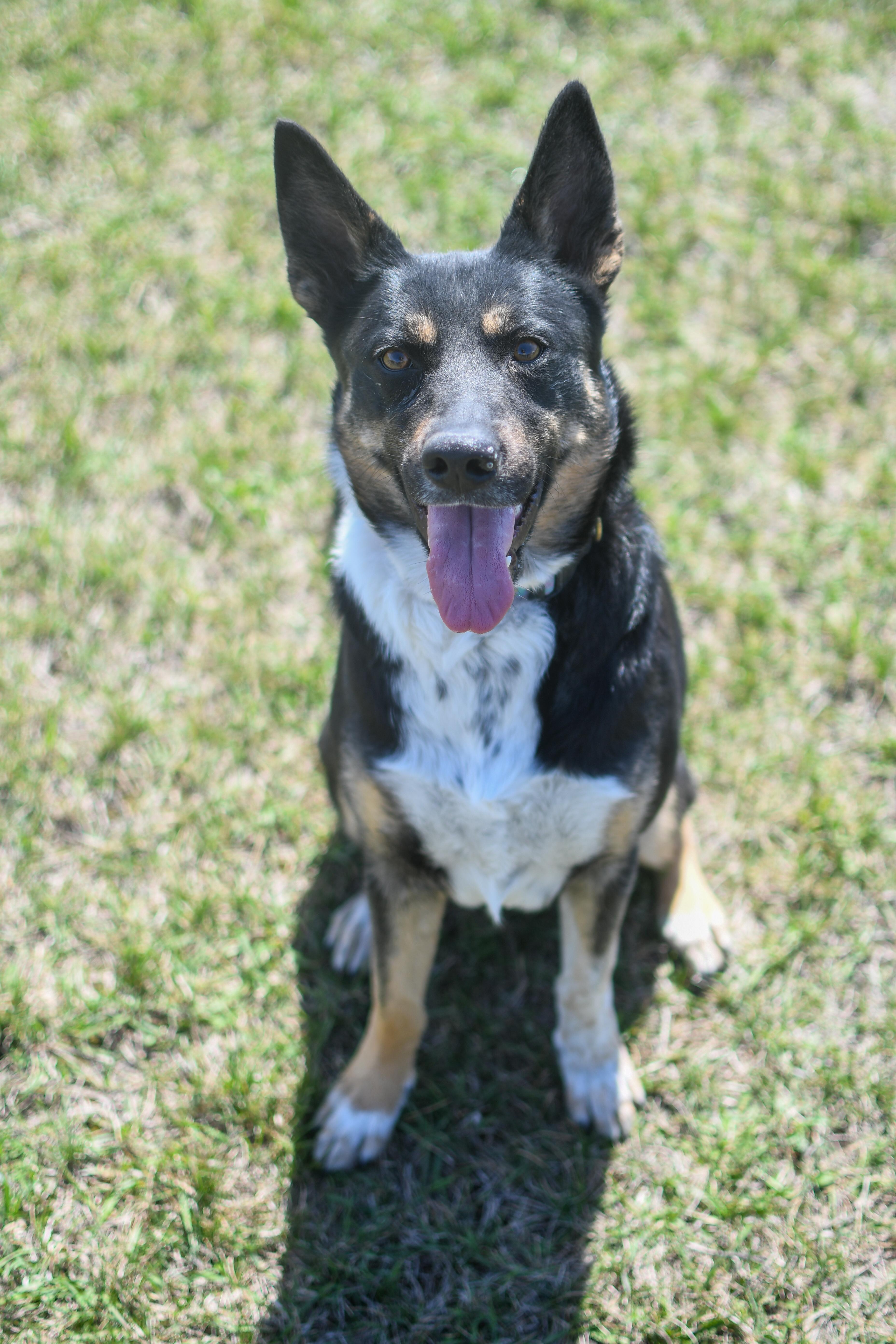 Sadie, a Adoptable mixed breed in Morden, MB image 3/5