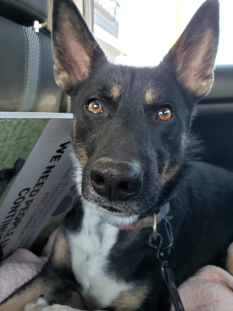 Sadie, a Adoptable mixed breed in Morden, MB image 4/5