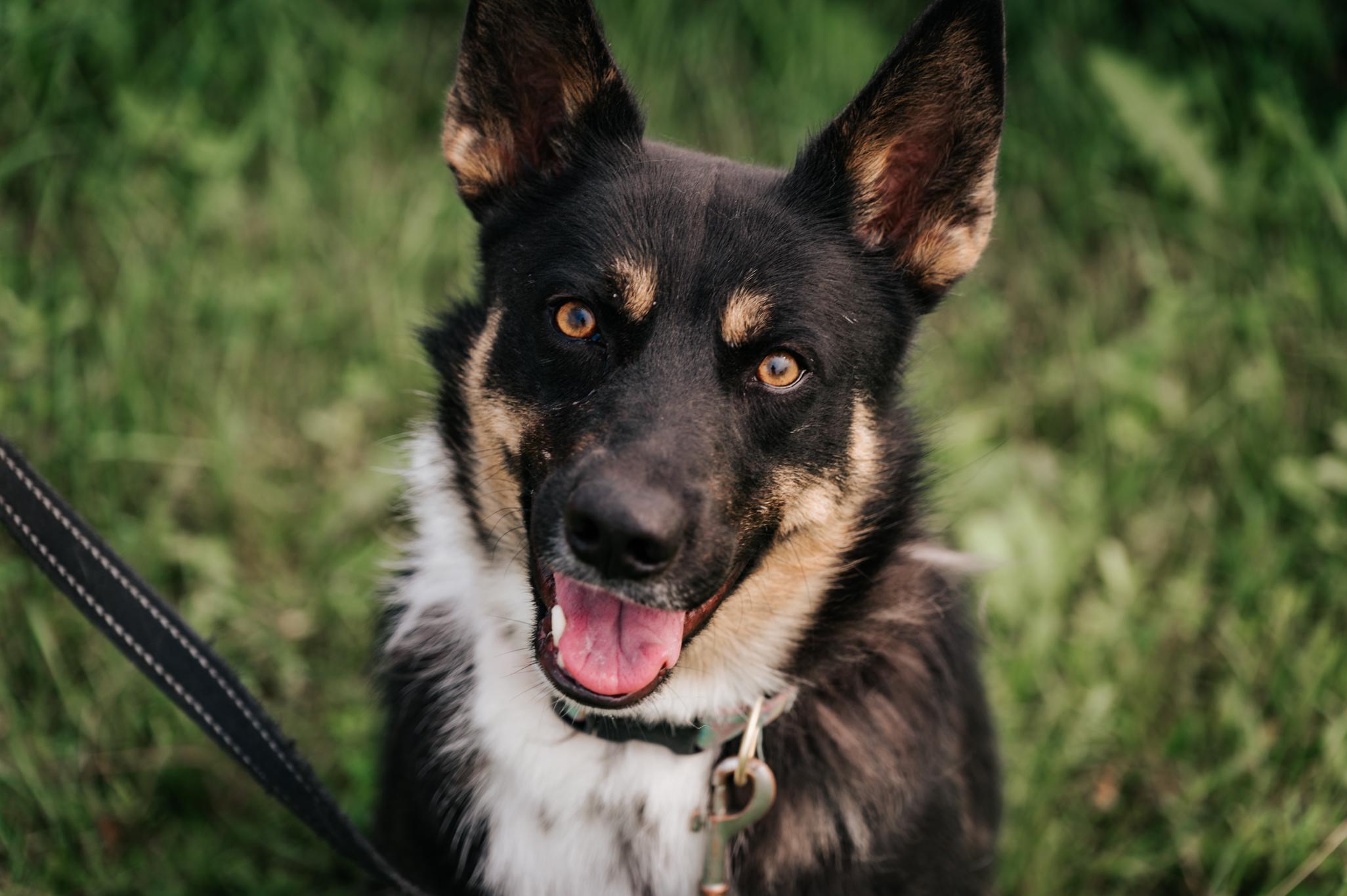Sadie, a Adoptable mixed breed in Morden, MB image 5/5