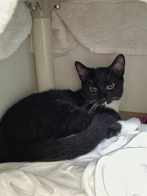 EDGER, Adoptable, Young Male Domestic Short Hair.