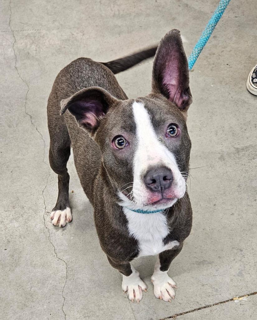 Lita, Adoptable, Puppy Female Pit Bull Terrier.
