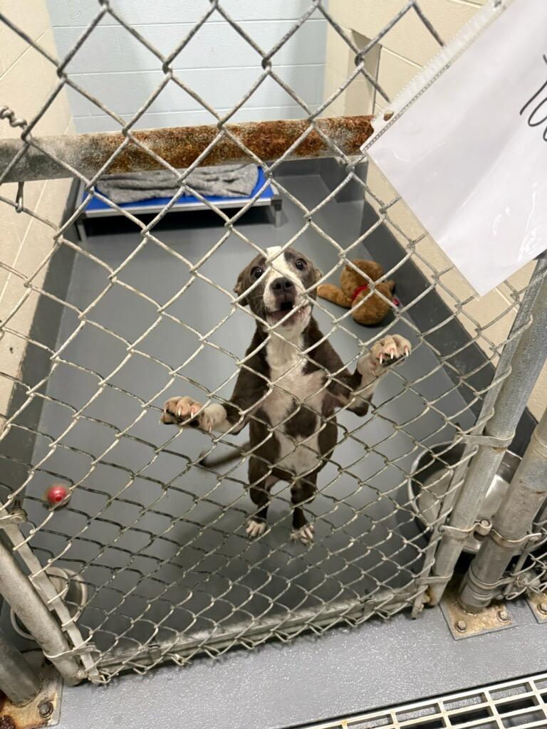 Lita, a Adoptable mixed breed in Johnson City, TN image 2/2