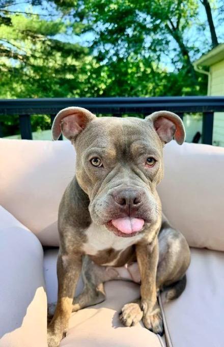 Enlarge Nova, a ADOPTABLE mixed breed in Albany, NY image 1/1