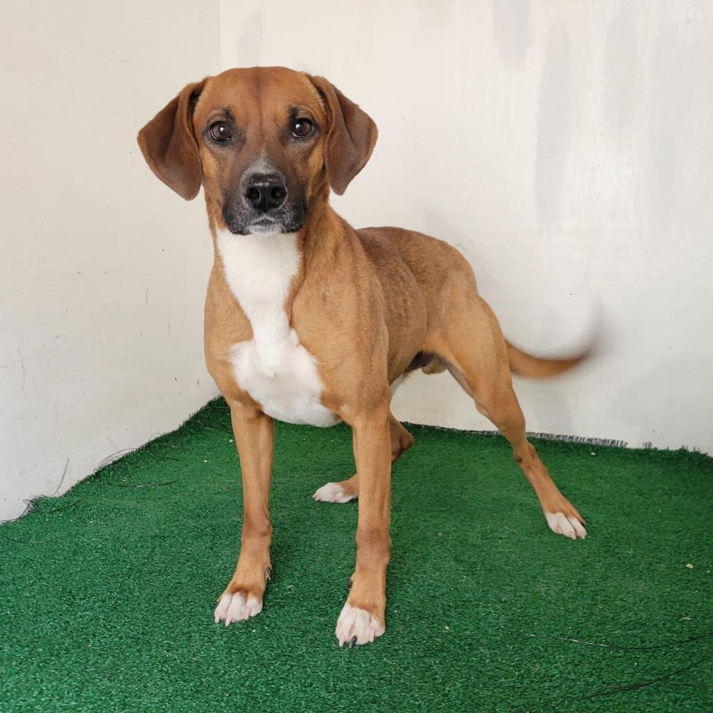 Pawlie — thumbnail 2