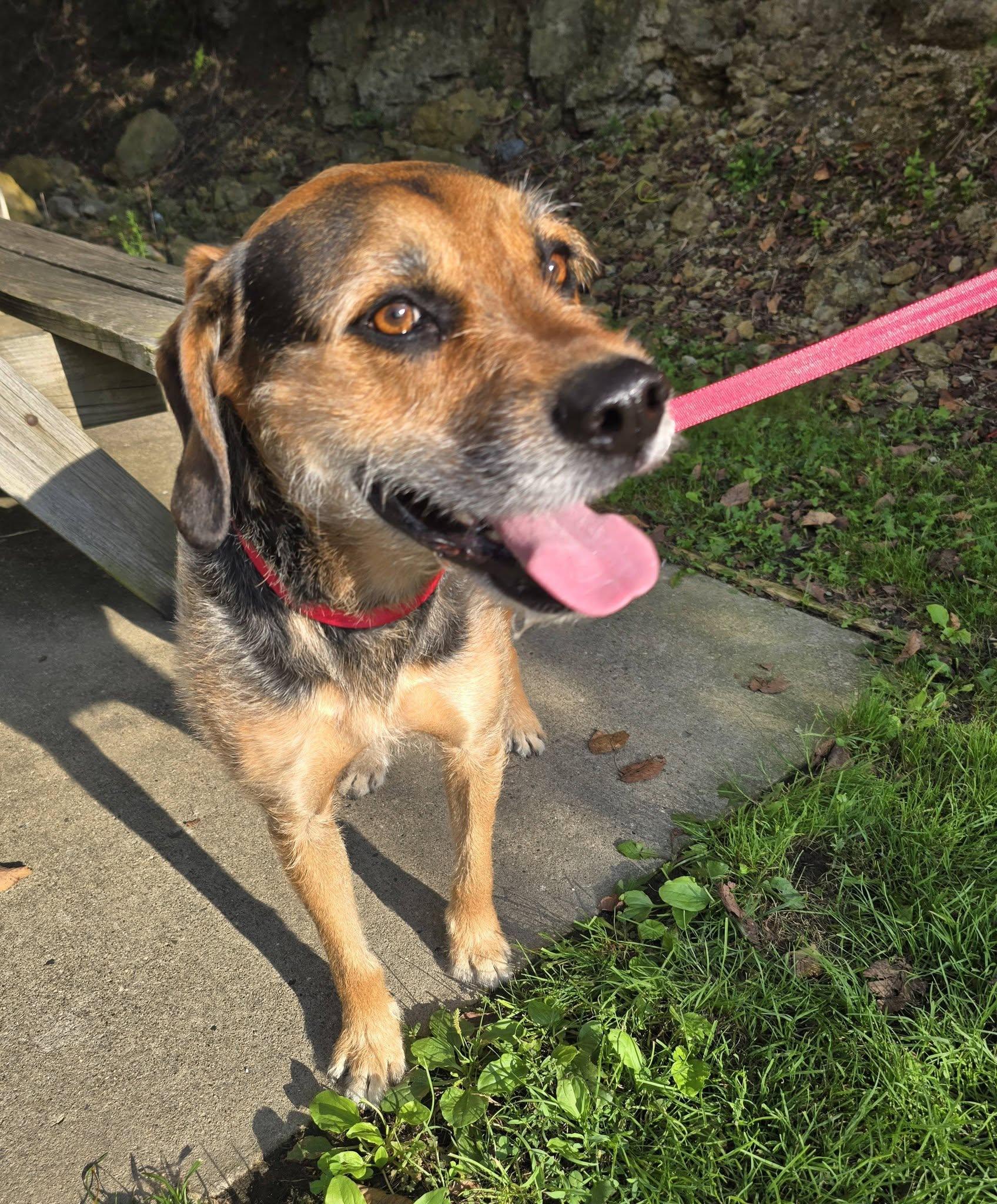 Enlarge Joey, a ADOPTABLE Terrier in St. Clairsville, OH image 2/4