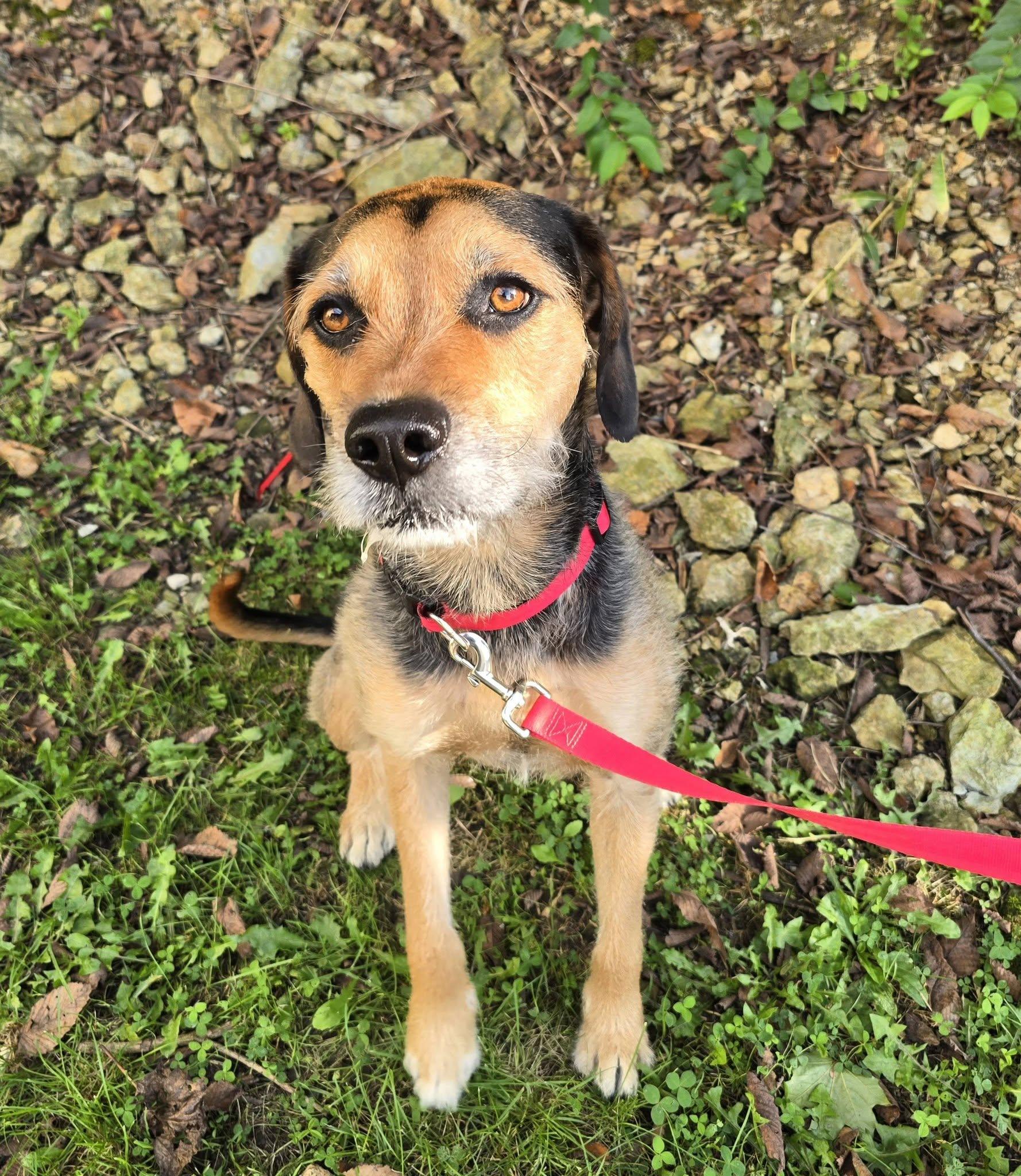 Enlarge Joey, a ADOPTABLE Terrier in St. Clairsville, OH image 3/4