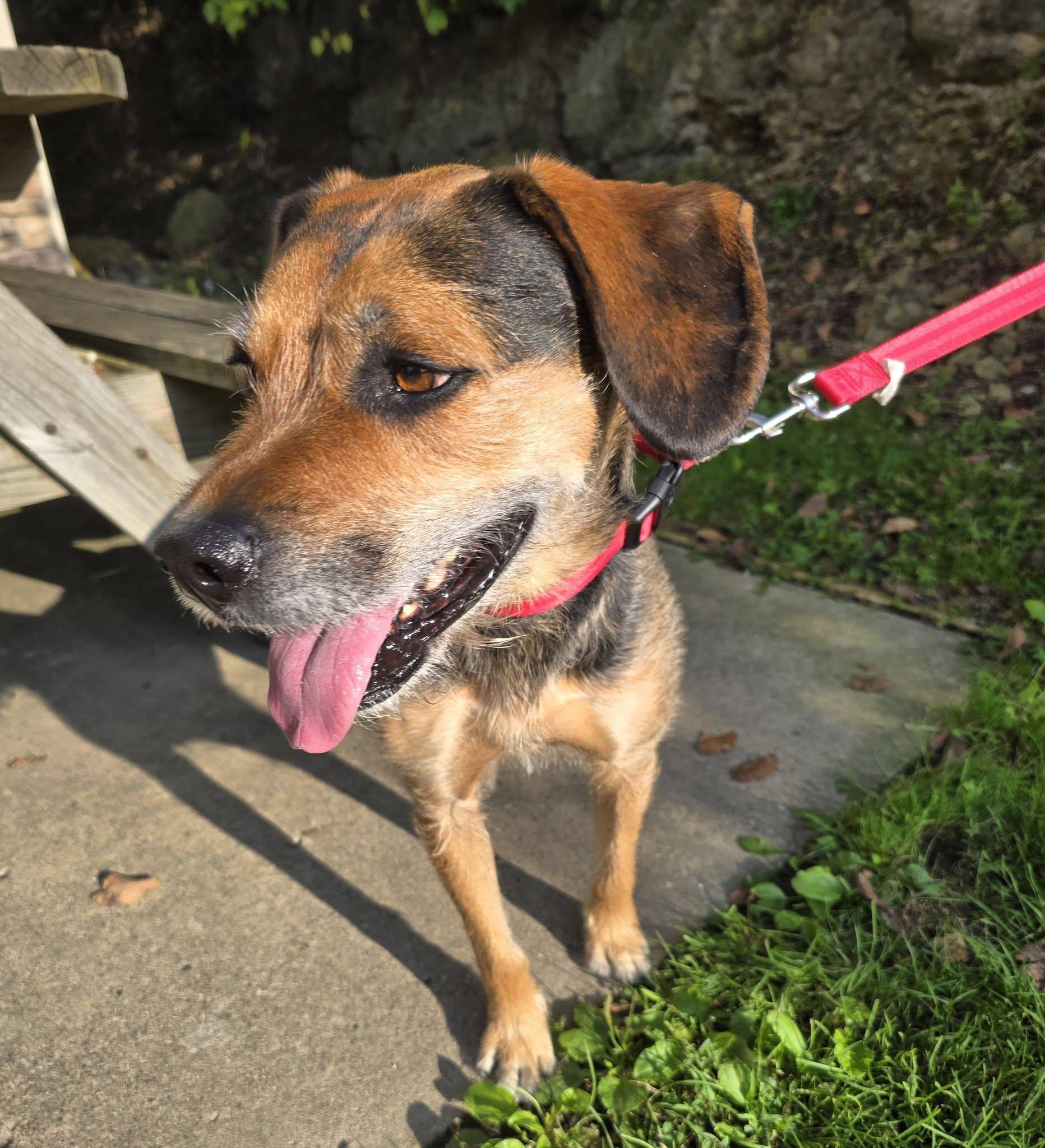 Enlarge Joey, a ADOPTABLE Terrier in St. Clairsville, OH image 1/4