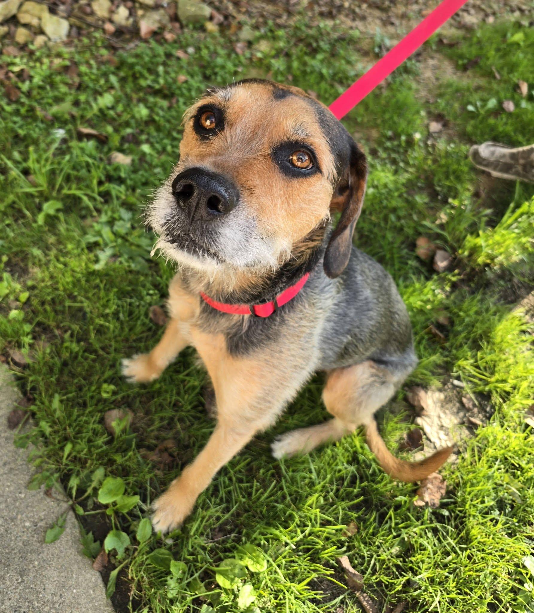 Enlarge Joey, a ADOPTABLE Terrier in St. Clairsville, OH image 4/4