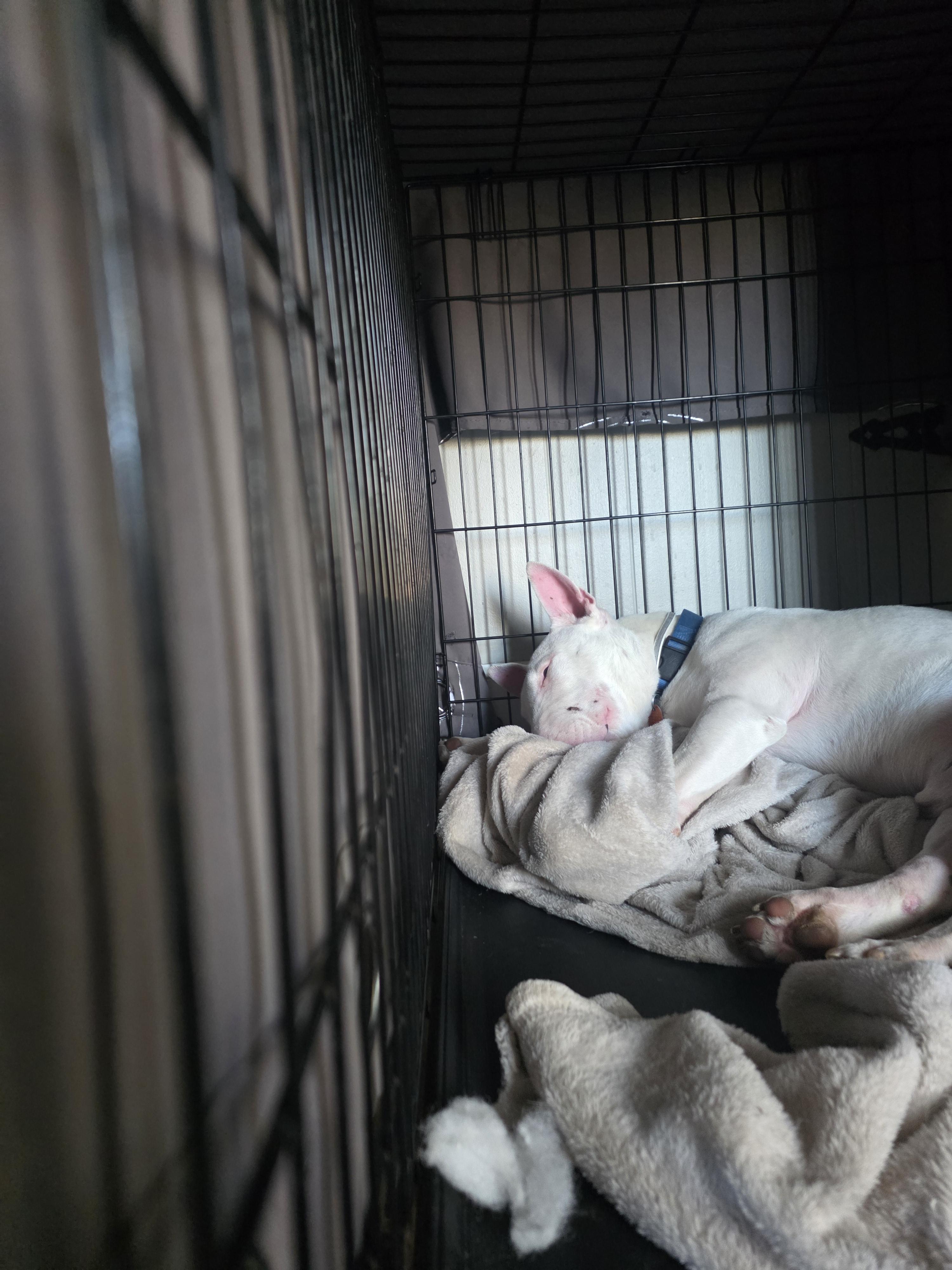 Enlarge Bullseye, a ADOPTABLE Bull Terrier in Blue Bell, PA image 6/6