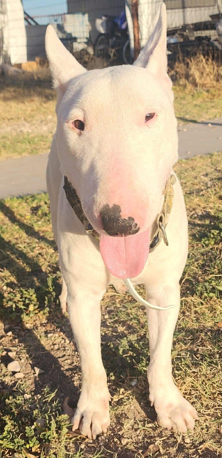 Enlarge Bullseye, a ADOPTABLE Bull Terrier in Blue Bell, PA image 5/6