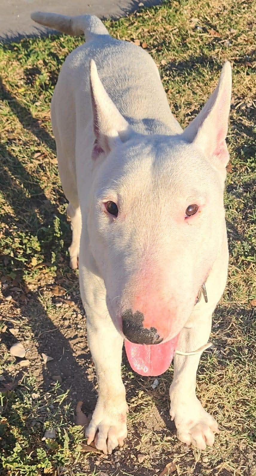 Bullseye — thumbnail 2