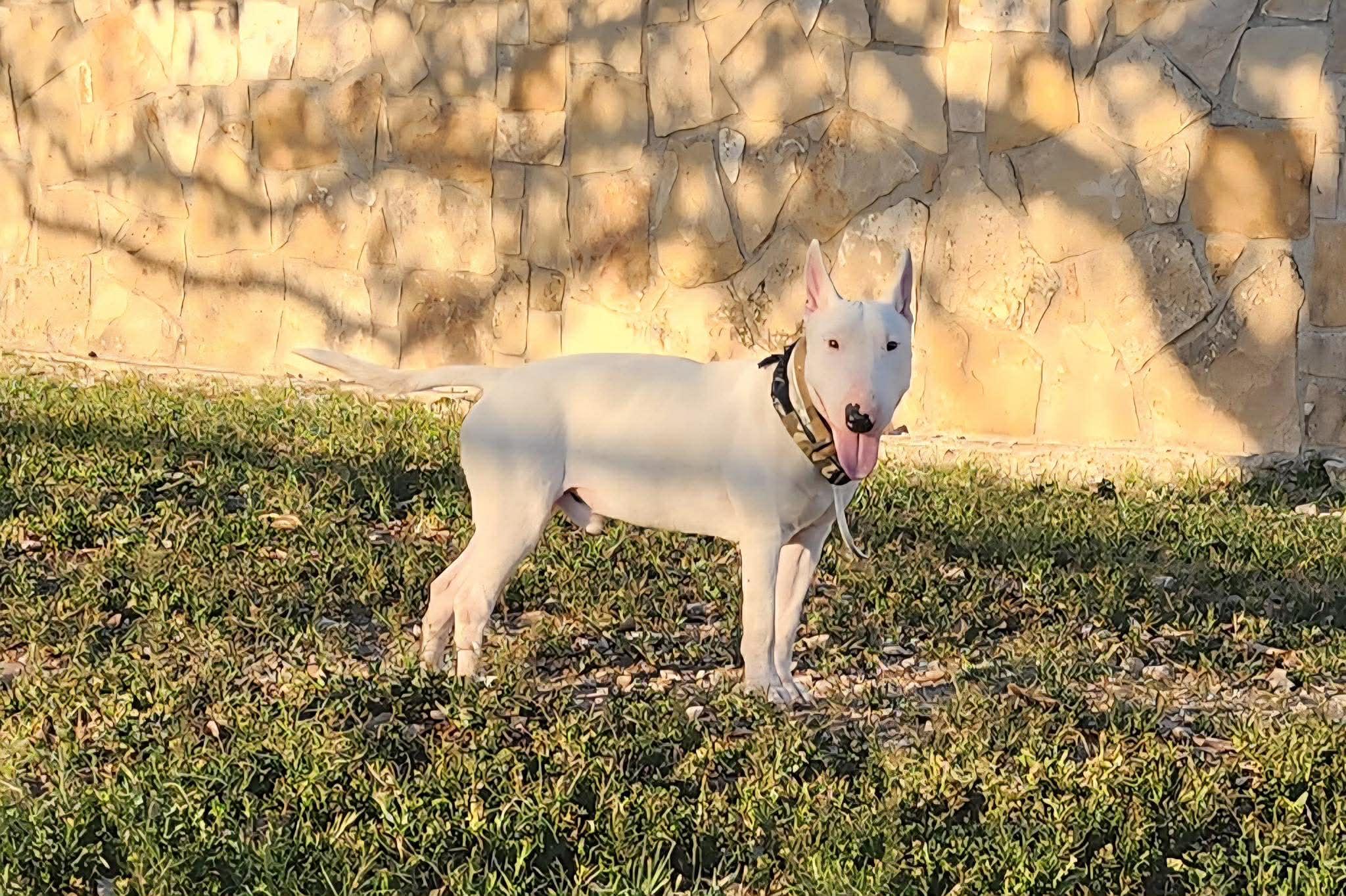 Bullseye — thumbnail 3