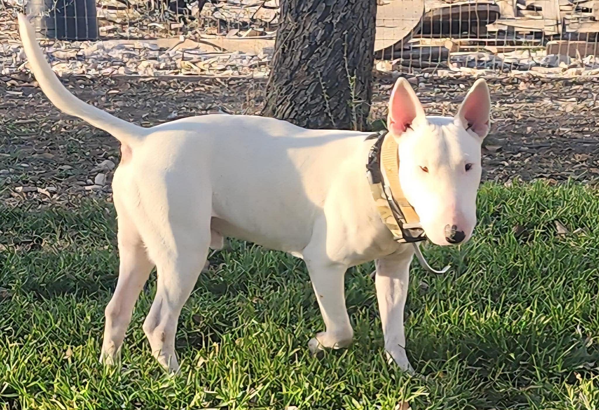 Enlarge Bullseye, a ADOPTABLE Bull Terrier in Blue Bell, PA image 3/6