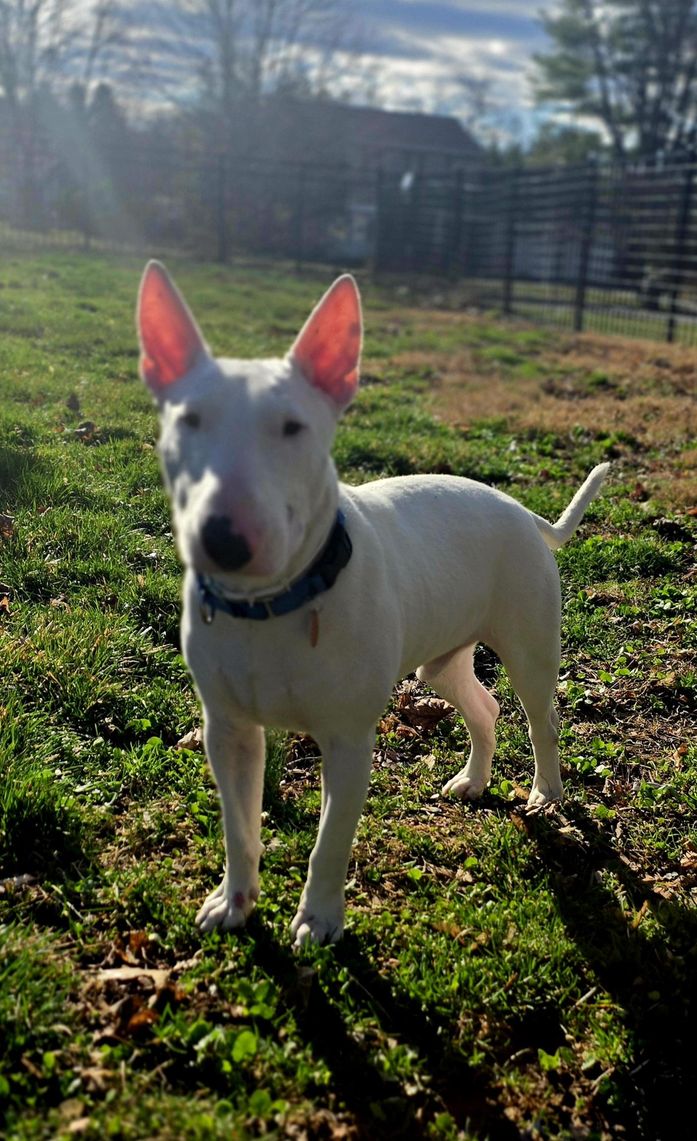 Enlarge Bullseye, a ADOPTABLE Bull Terrier in Blue Bell, PA image 2/6