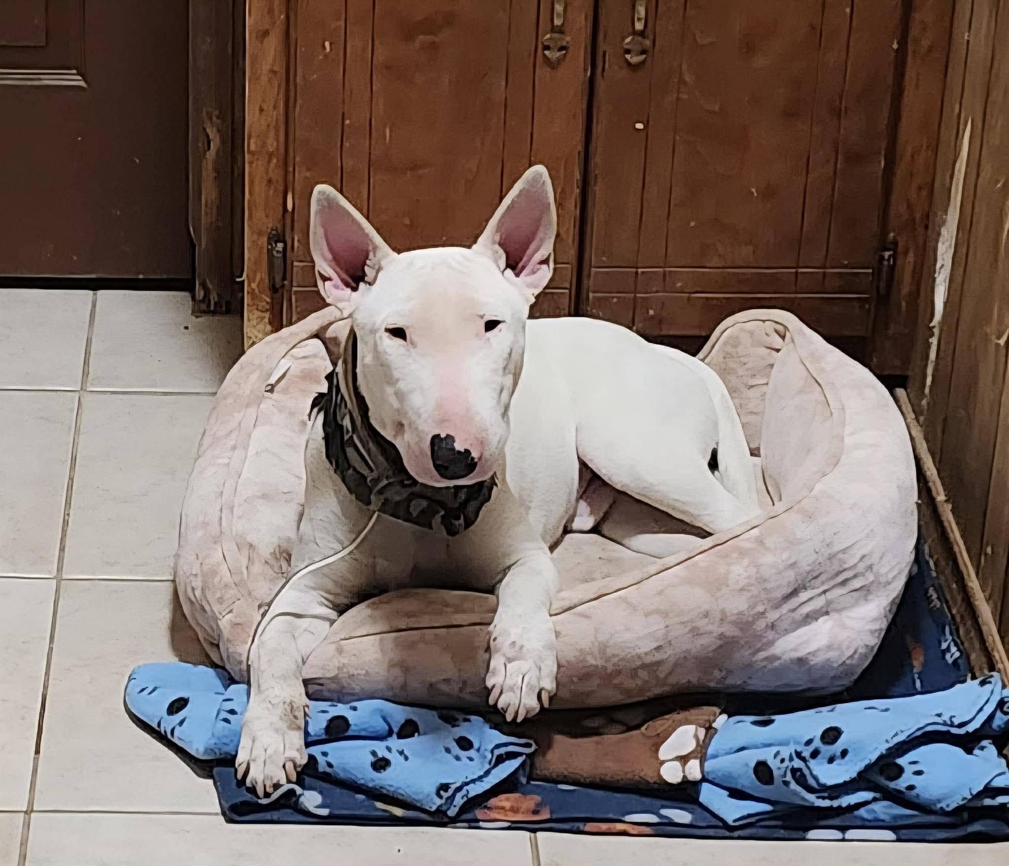 Enlarge Bullseye, a ADOPTABLE Bull Terrier in Blue Bell, PA image 1/6