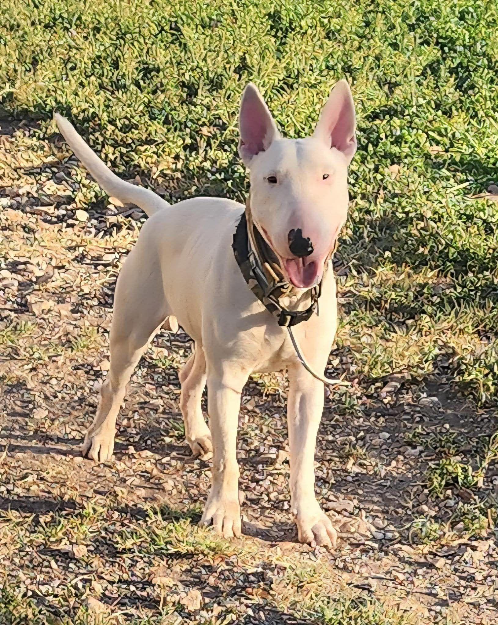 Enlarge Bullseye, a ADOPTABLE Bull Terrier in Blue Bell, PA image 4/6