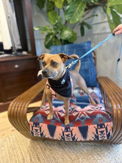 Jada, Adoptable, Adult Female Mixed Breed & Mixed Breed.