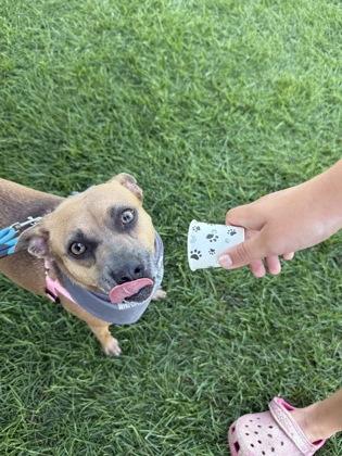 Jada, a Adoptable mixed breed in Harbor Springs, MI image 2/2