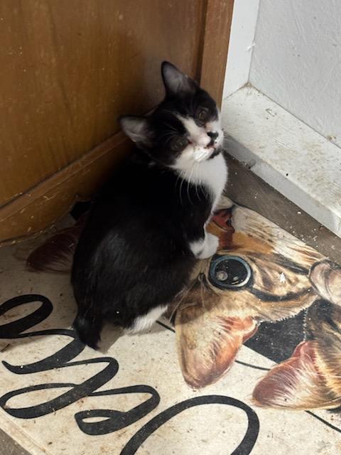 Elfie, Adoptable, Adult Male Domestic Short Hair.