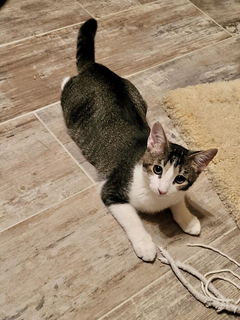 Enlarge 3 kittens need homes (can adopt separate), a Adoptable Domestic Short Hair in Orange City, FL image 4/6