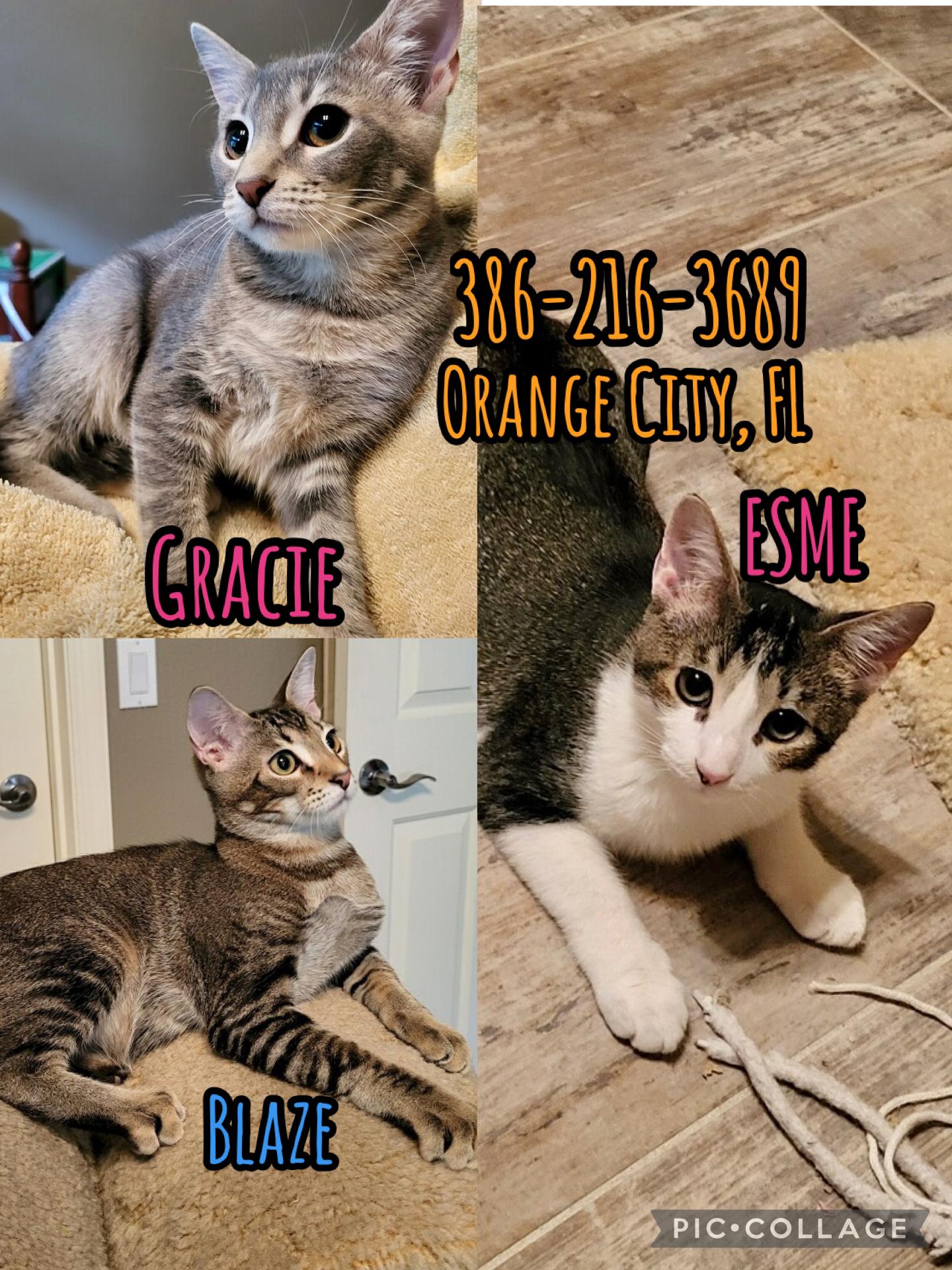 Enlarge 3 kittens need homes (can adopt separate), a Adoptable Domestic Short Hair in Orange City, FL image 1/6