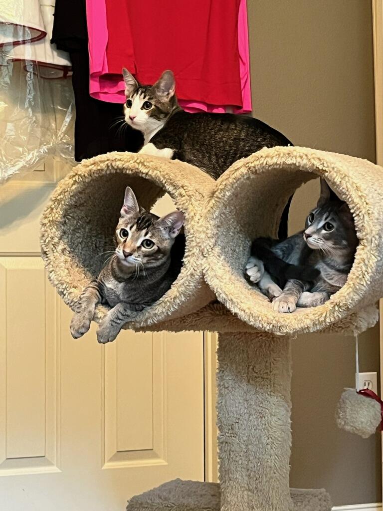 Enlarge 3 kittens need homes (can adopt separate), a Adoptable Domestic Short Hair in Orange City, FL image 5/6