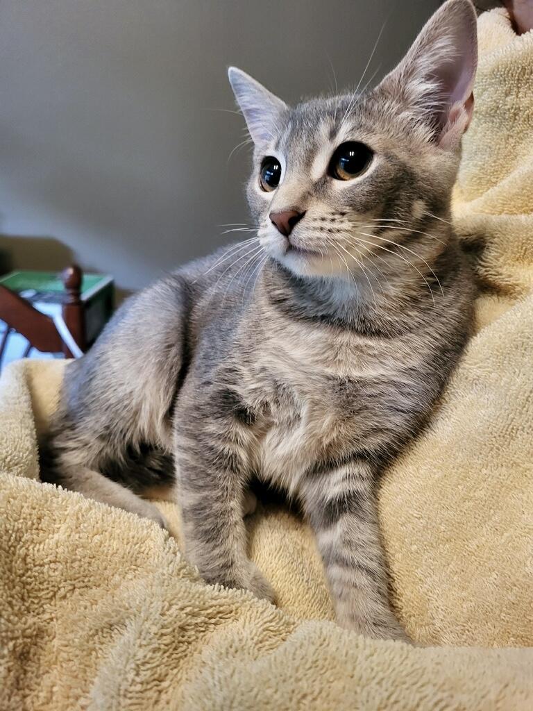 Enlarge 3 kittens need homes (can adopt separate), a Adoptable Domestic Short Hair in Orange City, FL image 3/6