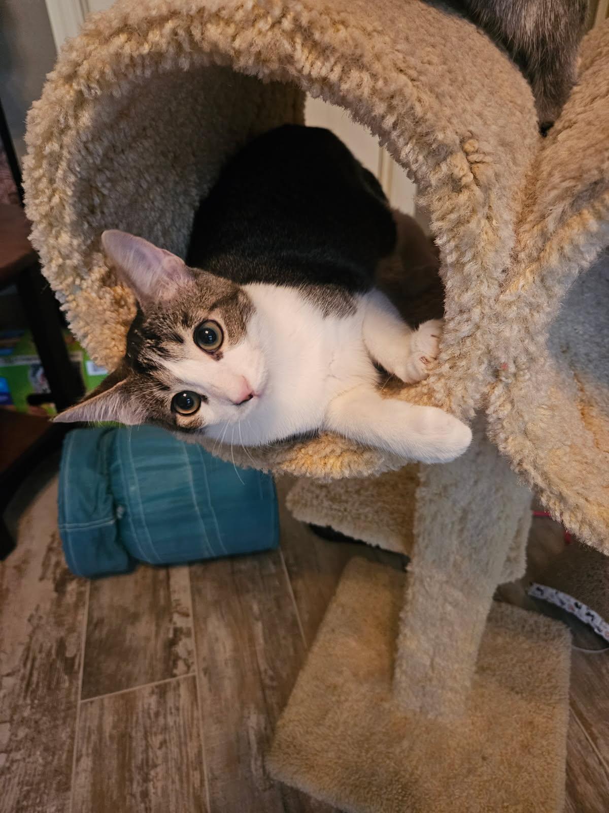 Enlarge 3 kittens need homes (can adopt separate), a Adoptable Domestic Short Hair in Orange City, FL image 6/6