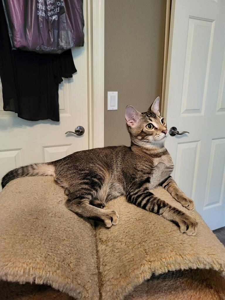 Enlarge 3 kittens need homes (can adopt separate), a Adoptable Domestic Short Hair in Orange City, FL image 2/6